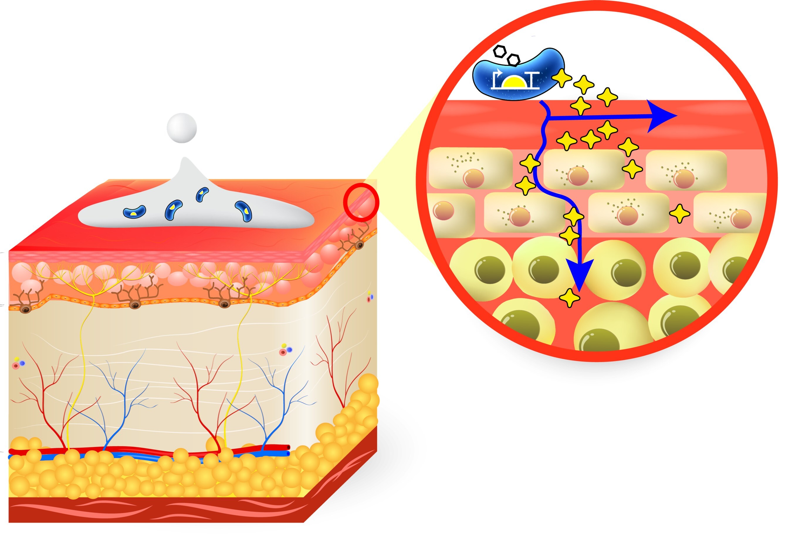 RVB cells delivering protein therapy continuously on skin