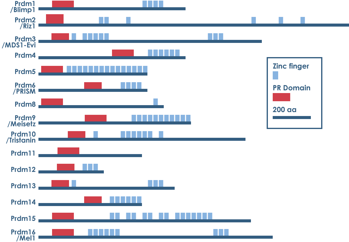 Illustration of genetic sequence of zinc finger domains